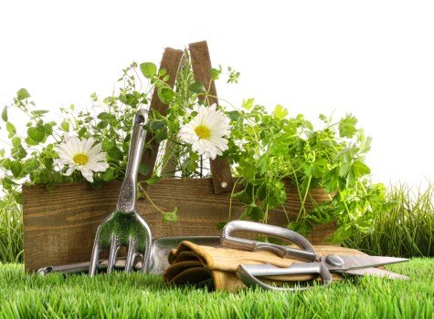 Seasonal lawn care in Selhurst with turf treatment and maintenance